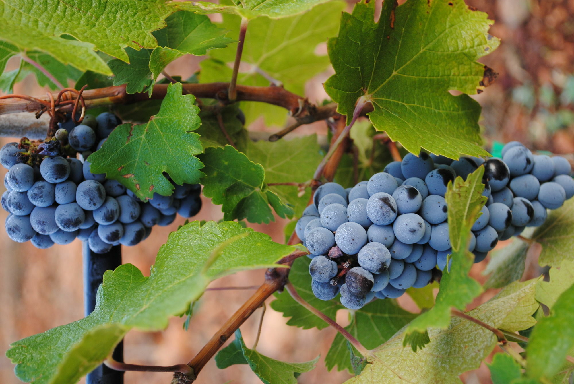 Weingut & Davero Hotel Binissalem