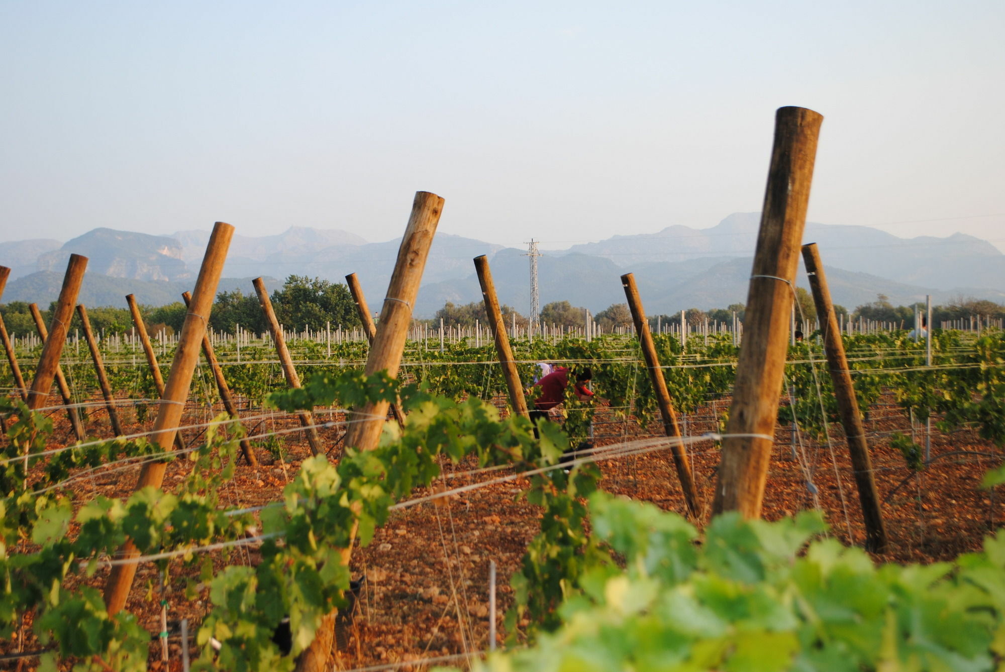 Weingut & Davero 4* Binissalem